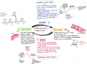 1 Blood Sugar Regulation | MeditSimple Blog